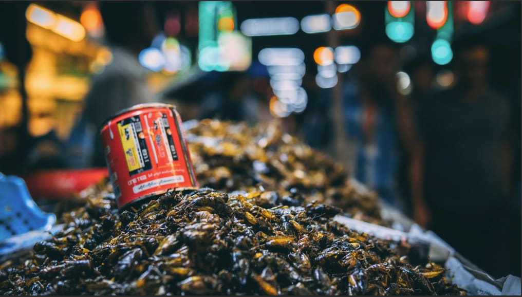 Bugs for Dinner!?