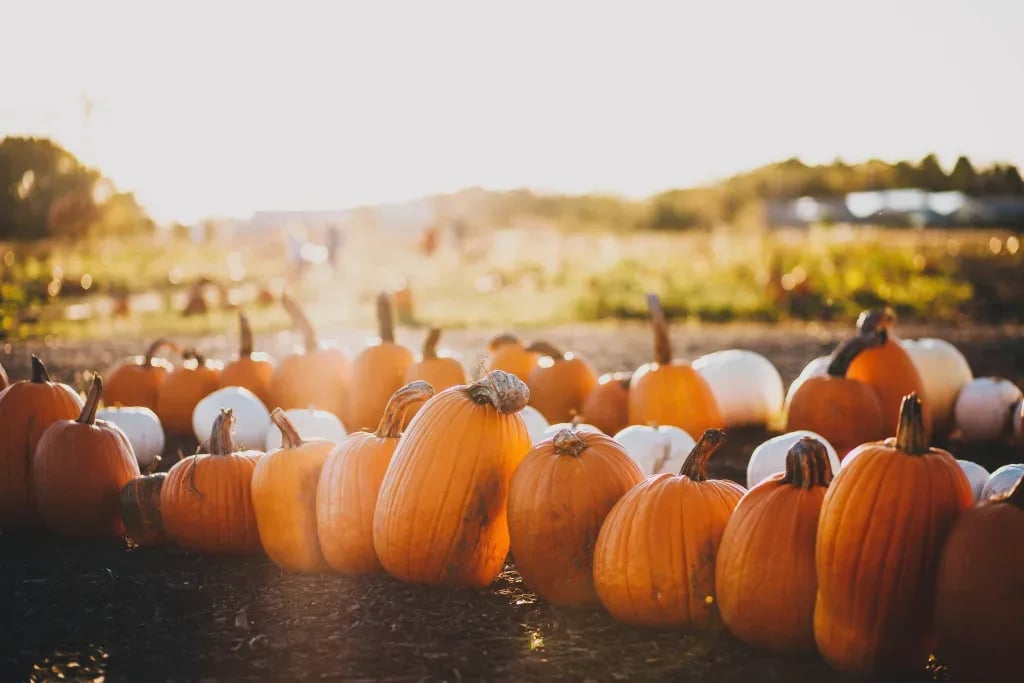 September Fall Festivals, Pumpkin Patches and More!