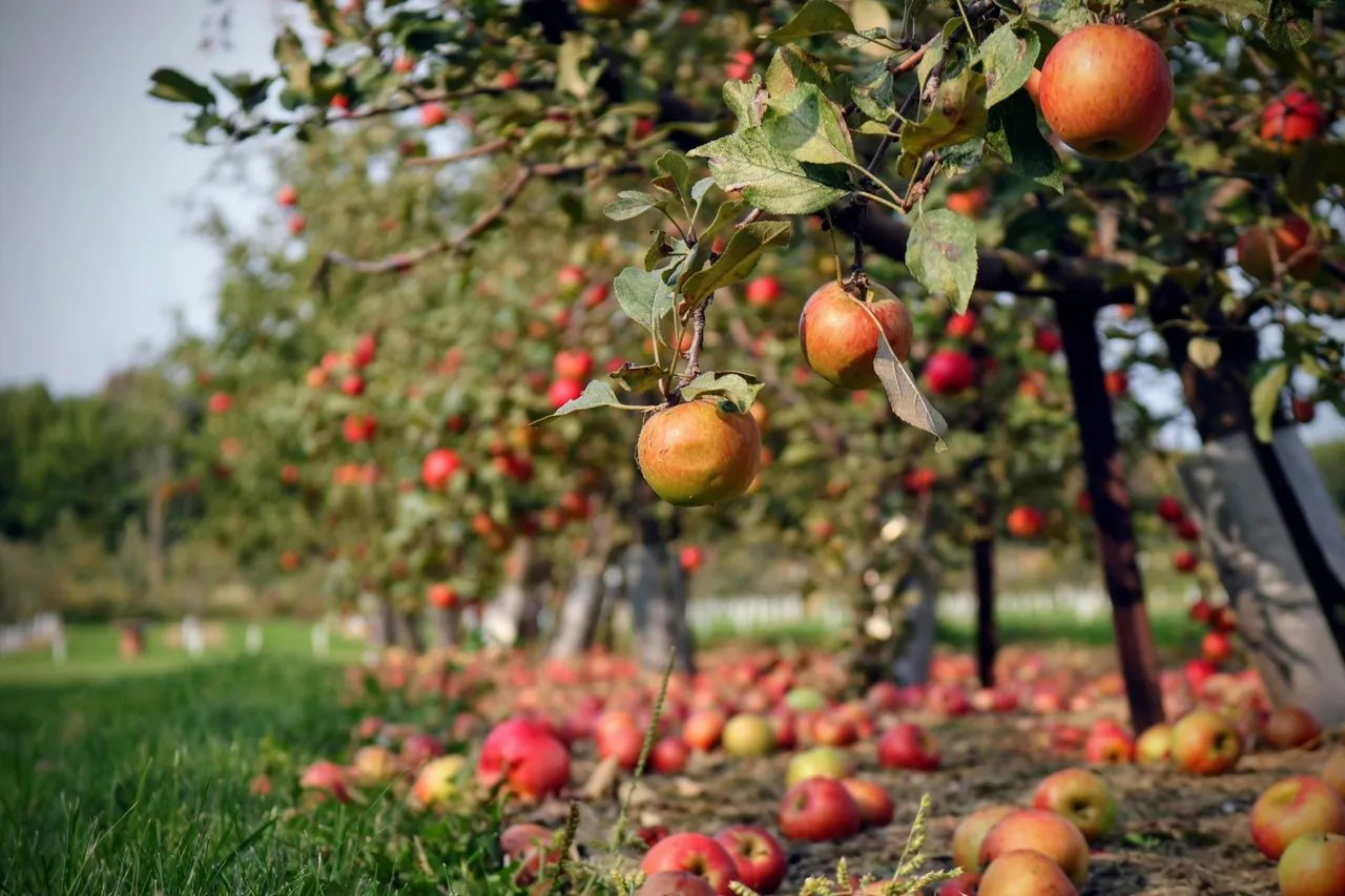 5 Maine Cideries to Explore this Fall