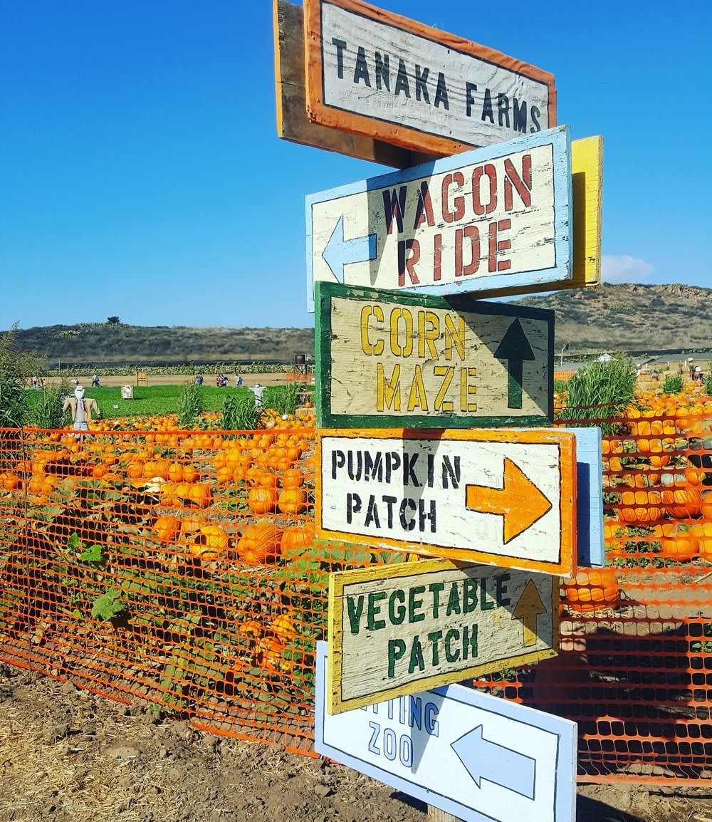 Tanaka Farms Pumpkin Patch