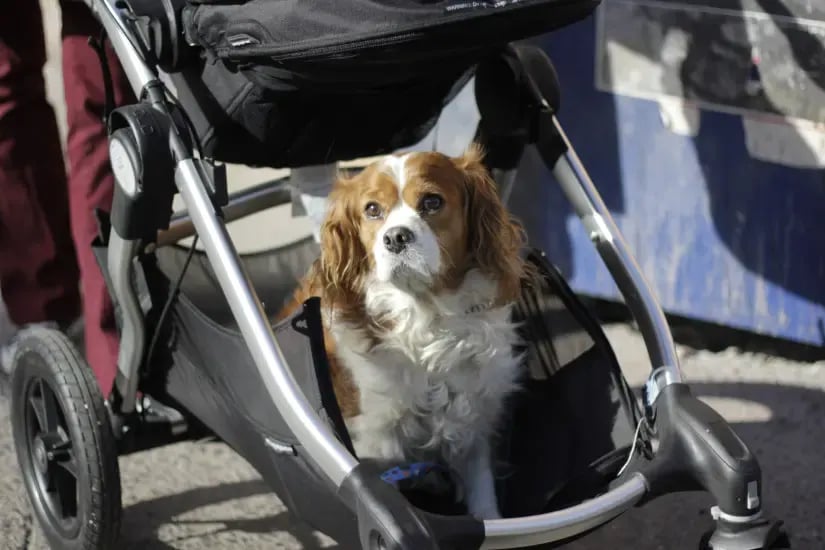 Moving With A Pet In NYC? You May Have To Pay A Pricey Deposit