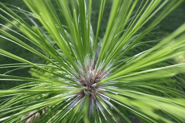 North Carolina’s ‘Brown Gold’