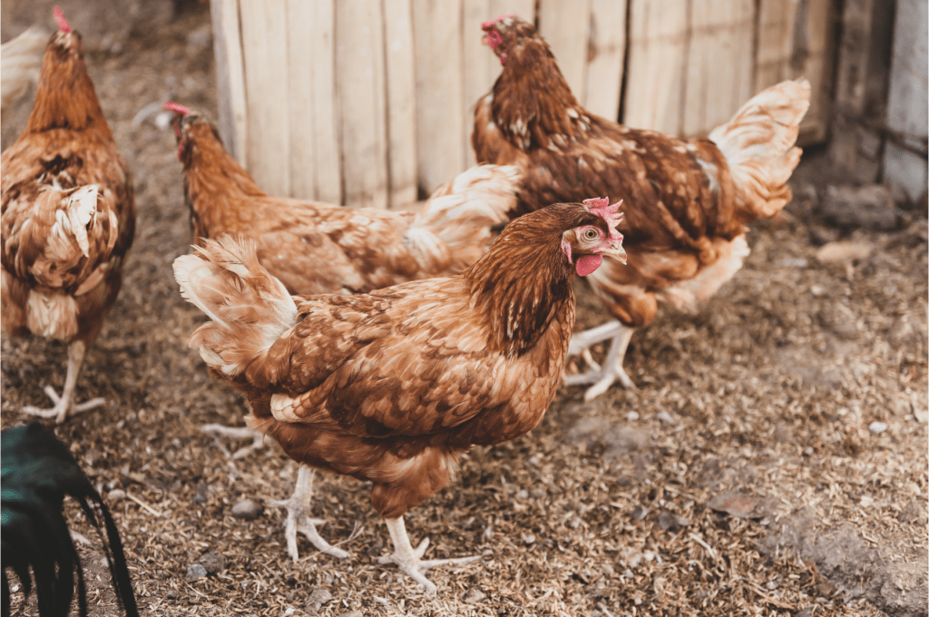 Keeping Backyard Chickens in Charlotte, North Carolina