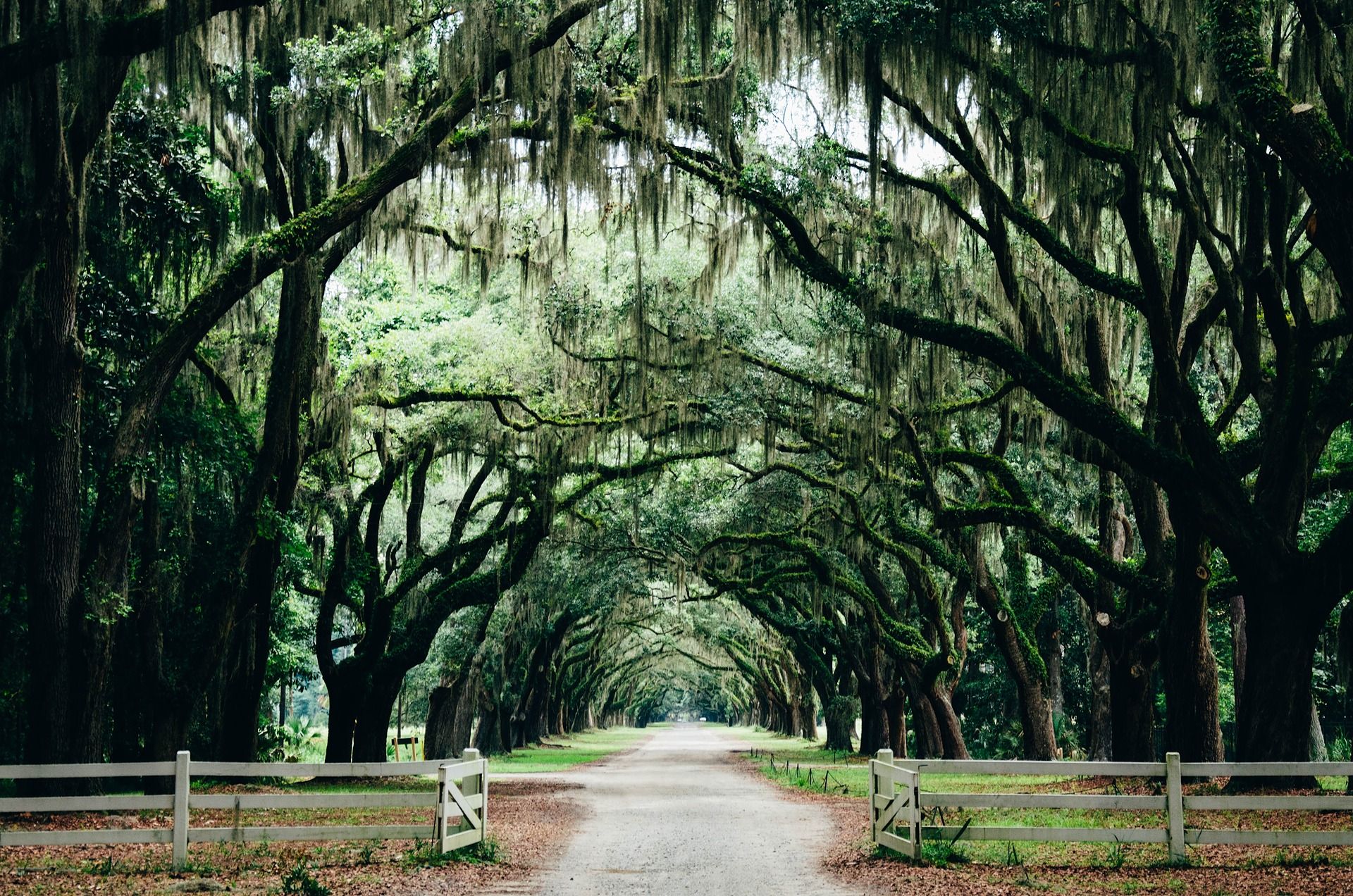 Gravel road beneath moss-draped oak trees, framed by white wooden fences.