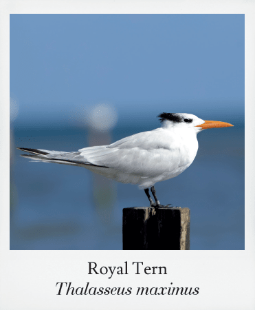 Basics of Birding