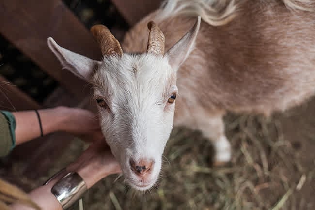 Bee’s Knees: Asheville Stuff We Dig!