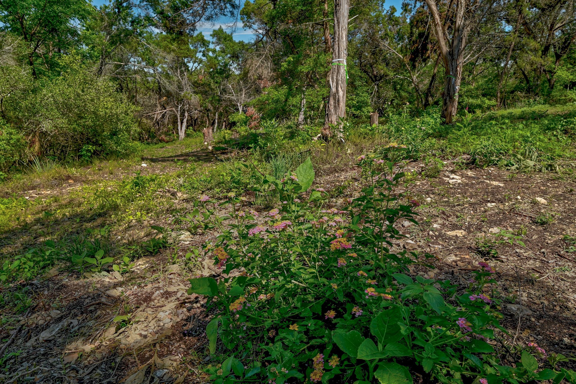 1217 Yaupon Valley Road