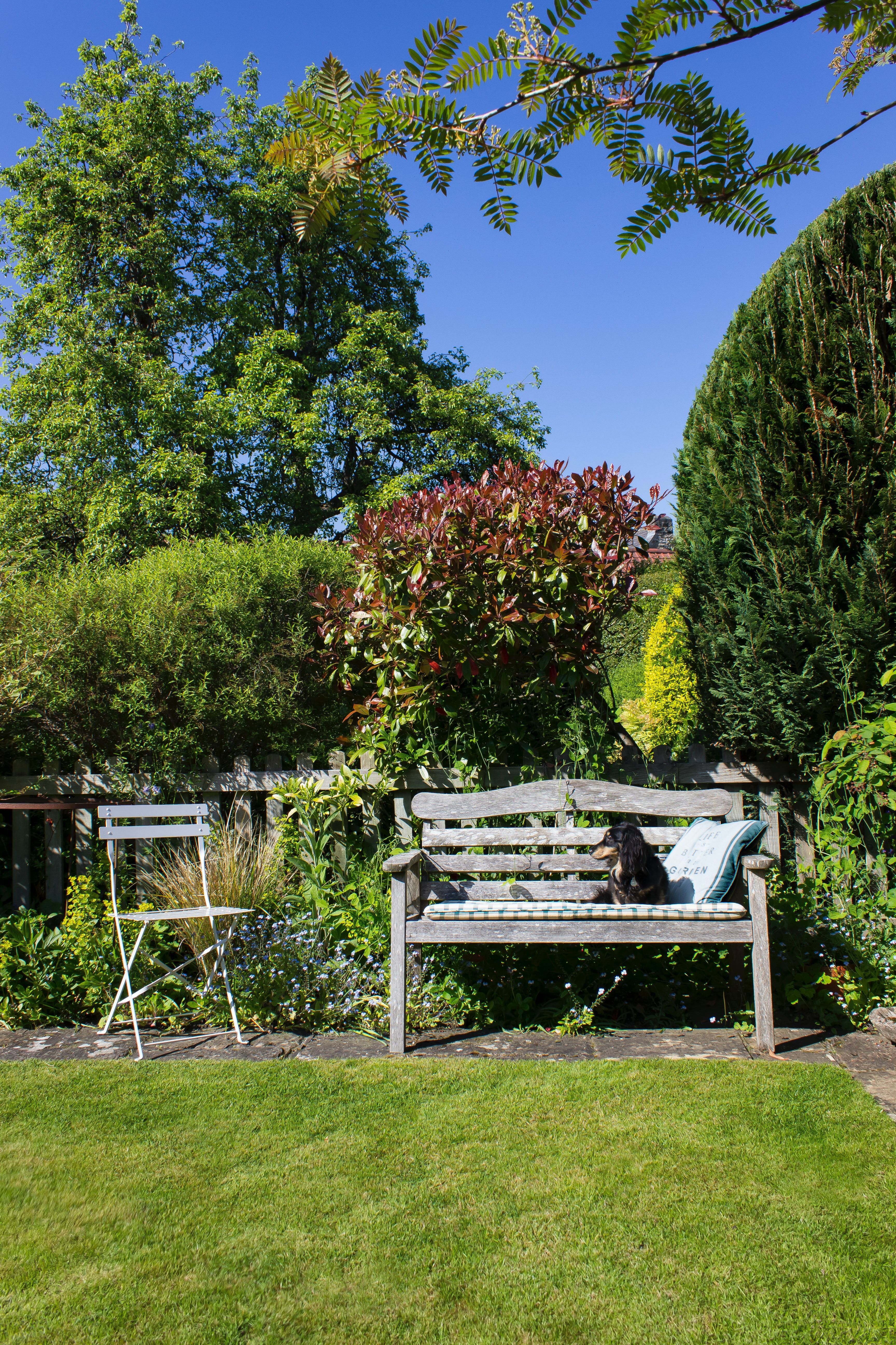 Landscaped backyard with a wooden bench, white chair, and small black dog in the sunshine.