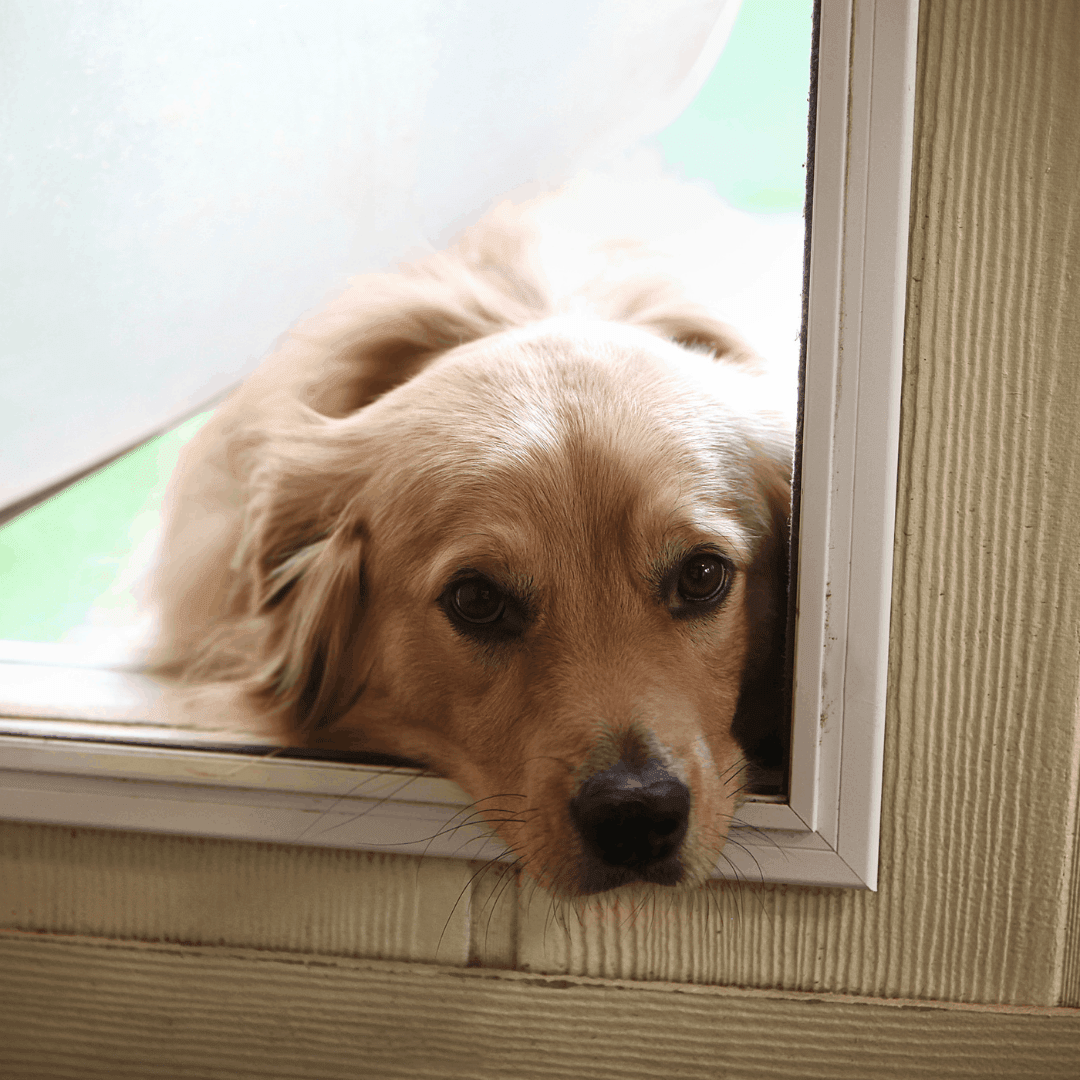 Let’s Talk Doggy Door Safety