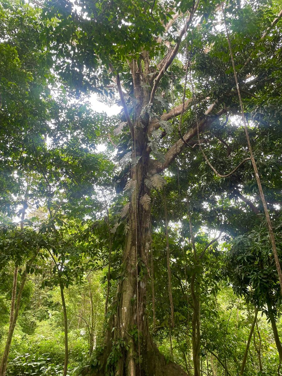 Private Waterfall Ocean View Land, Ojochal, Puntarenas
