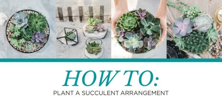 How To: Plant a Succulent Arrangement