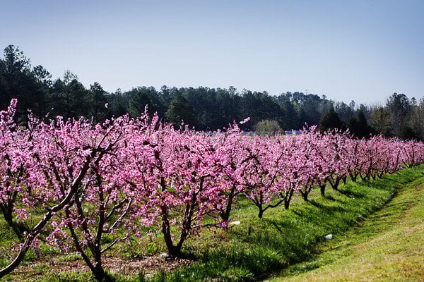 Fort Mill, SC