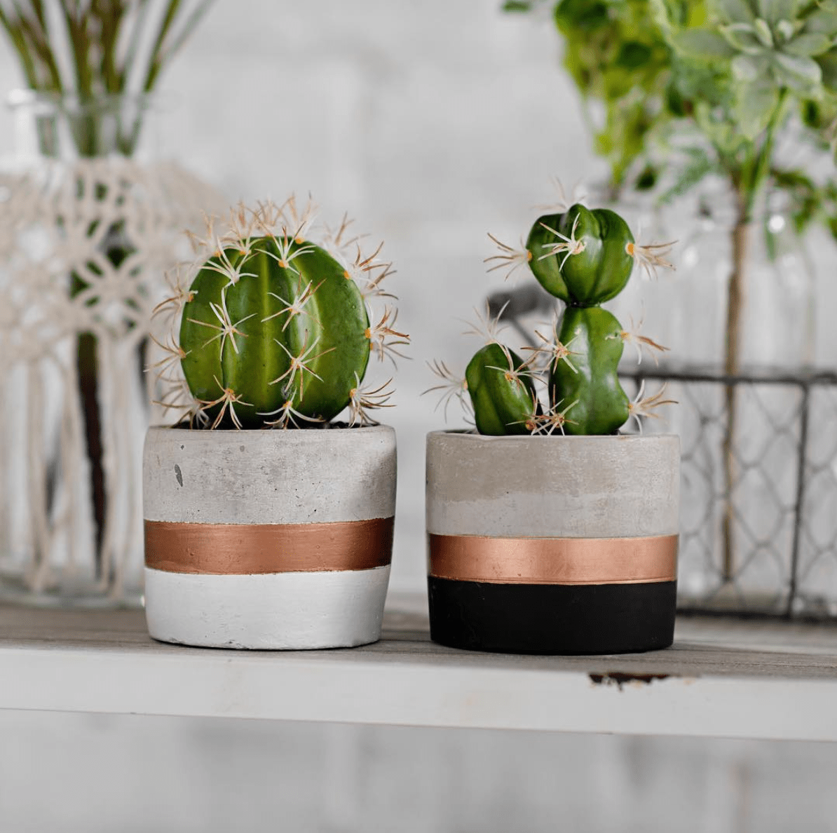 Desert Chic Nest Realty Cactus Plant