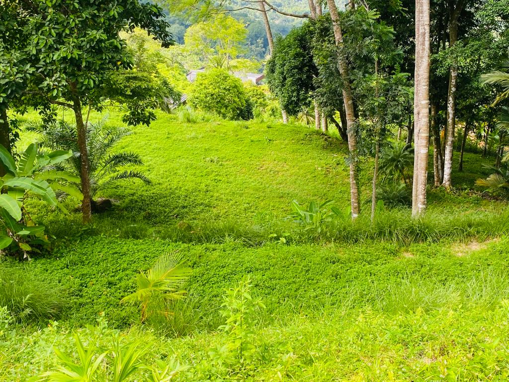 Gorgeous 1.43 Acres in Uvita Costa Rica Your Slice of Paradise Awaits