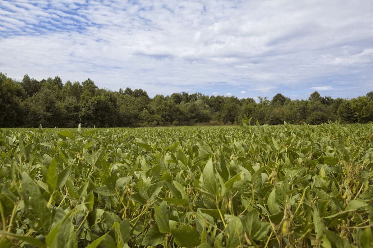 Getting Started With Specialty Crops in NC