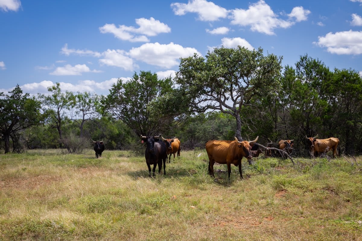 Packsaddle Ranch