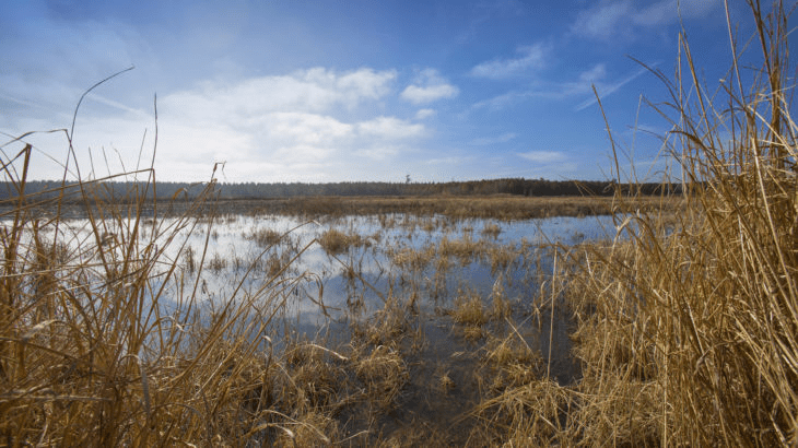 Duck Lease NC Duck Hunting Leases