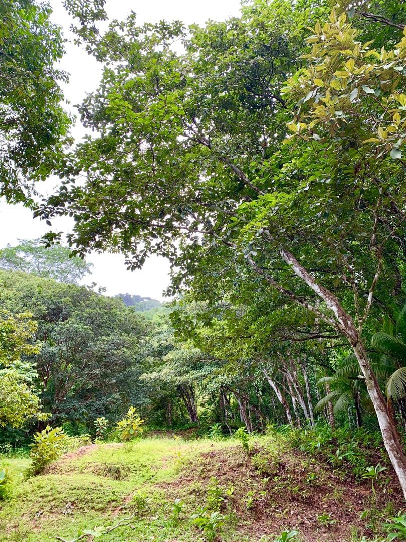 Triple Waterfall Ocean View Land, Dominical, Puntarenas