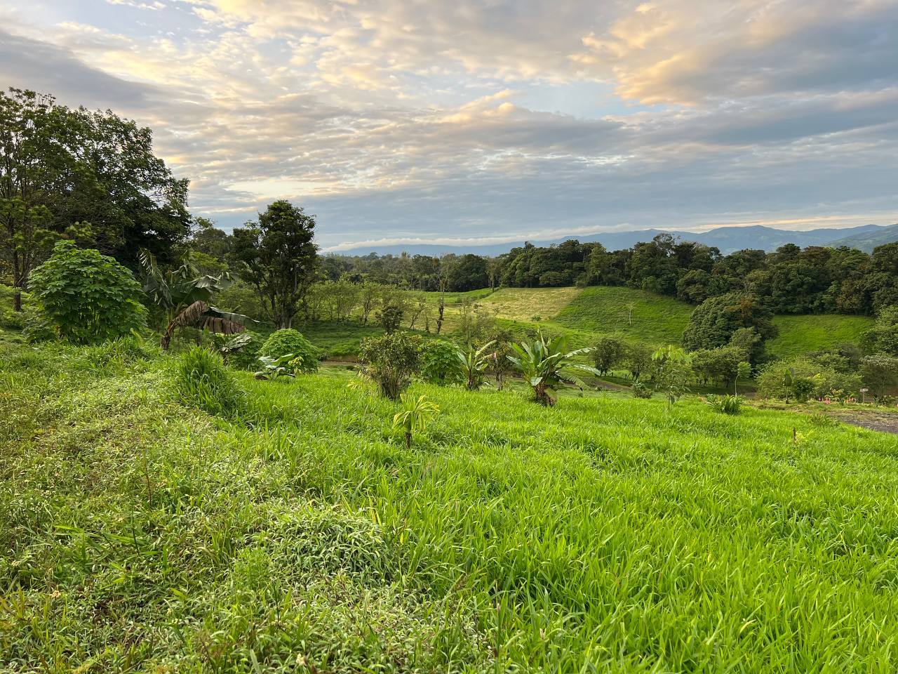 Permaculture Food Forest Land, Lake Arenal, Alajuela