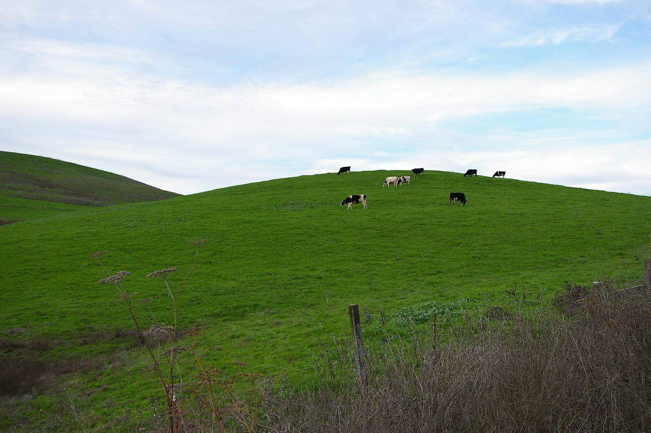 Petaluma