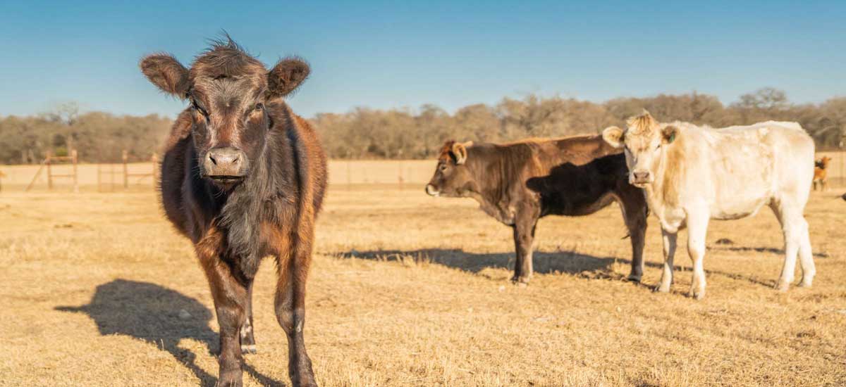 Imagine Coming Home to Your Own Dreamy Ranch in Bosque County Texas