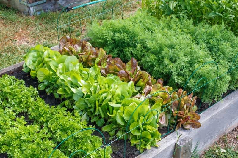 Ask A Nester: Planting Green Ideas