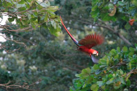 Sierpe Sunset and Jungle Views, 10 Acre Property, OSA!