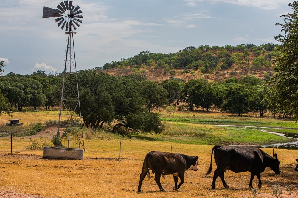 Dog Tick Ranch