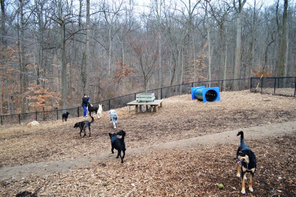 Best Dog Parks in Westchester