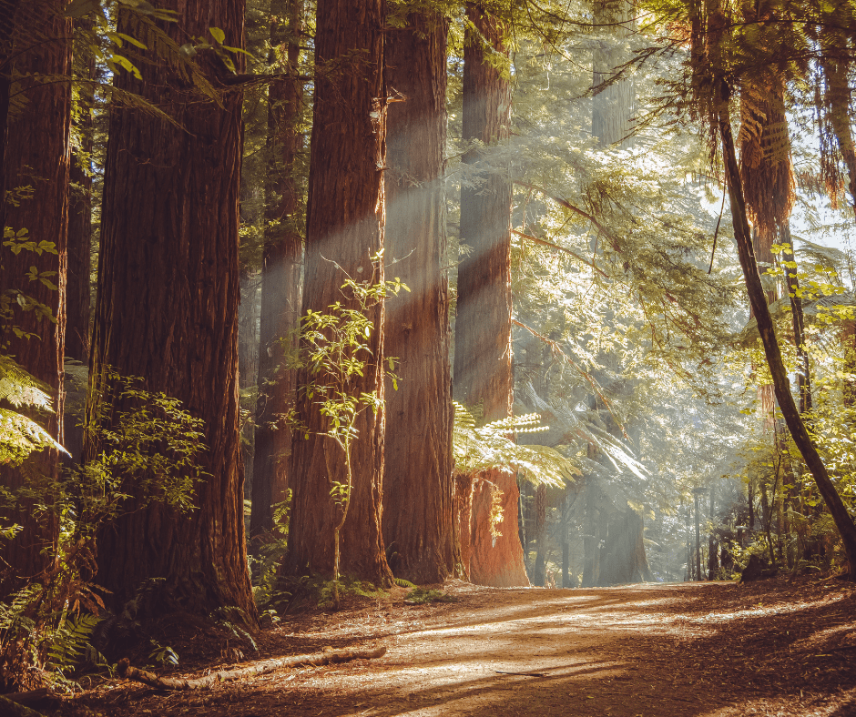 Living in the Santa Cruz Mountains: A Blend of Nature, History, and Community