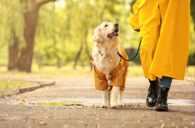 Unleash Potential: How a Dog Park Can Transform Your Condo Into the Ultimate Pet-Friendly Oasis