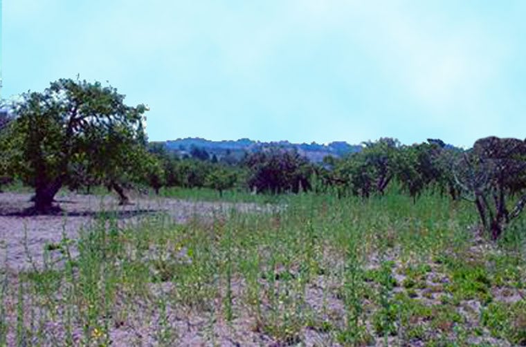 Sebastopol Vineyard Land