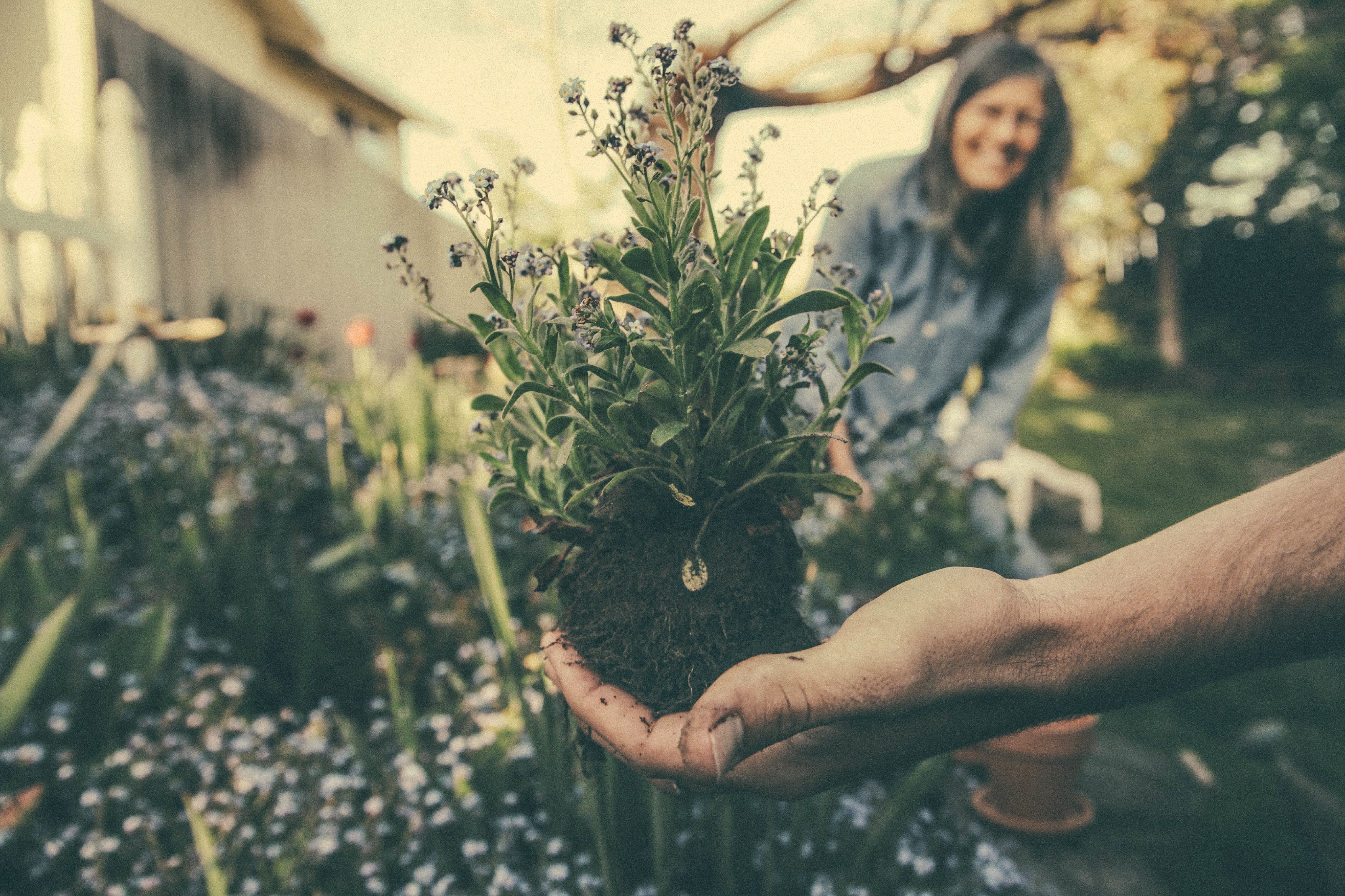 Hands hold a flowering plant with its root ball above a garden bed.