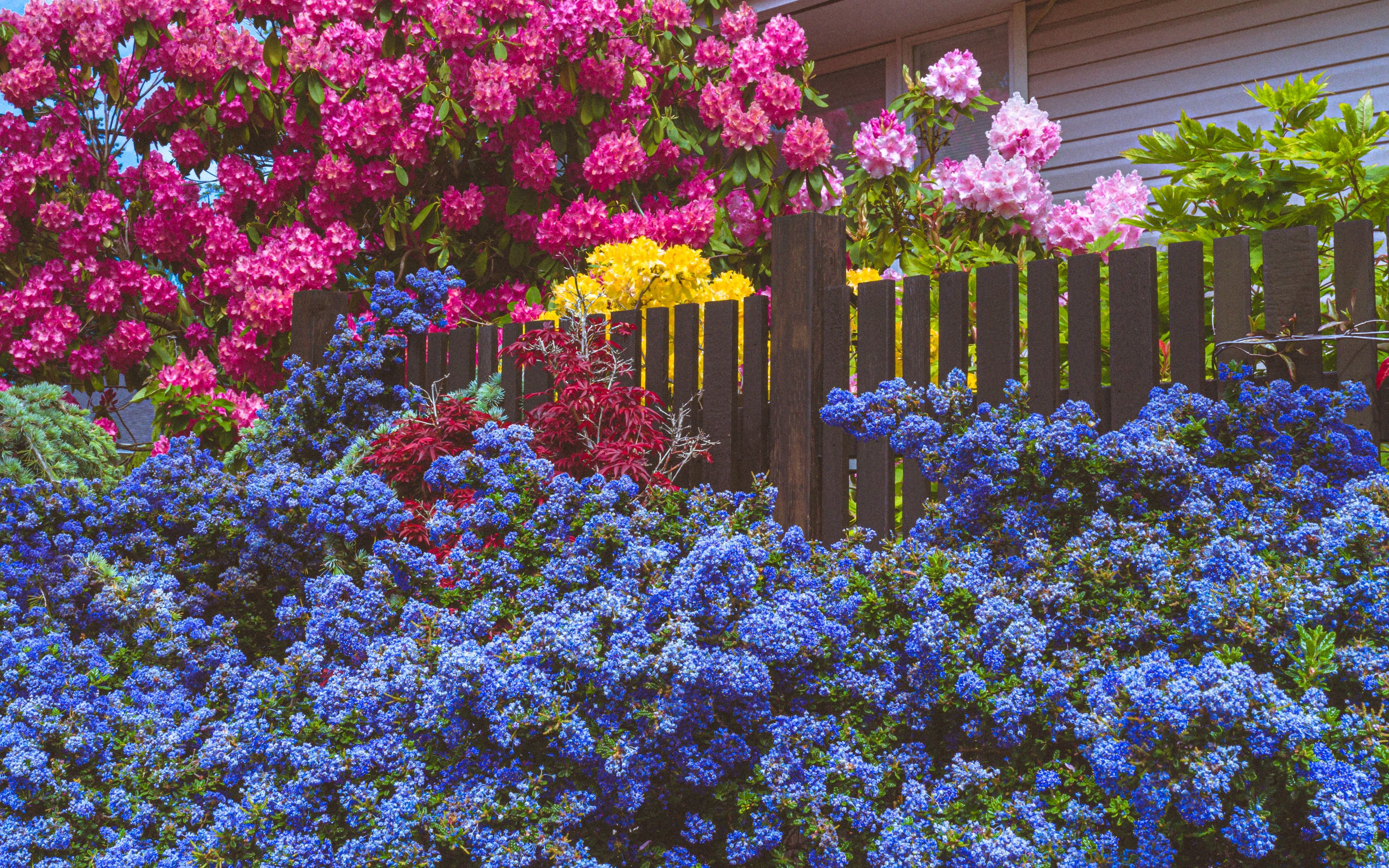 Spring garden with blue shrubs and pink blossoms along a dark wooden fence.
