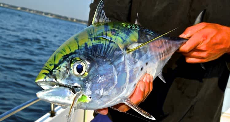 Getting Hooked In Wilmington – It’s Spring Fishing Time