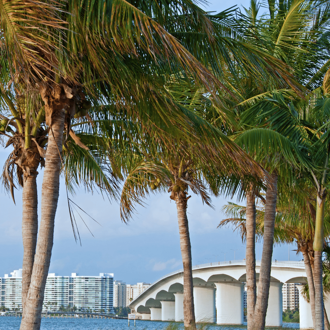 sarasota palm tree hurricane