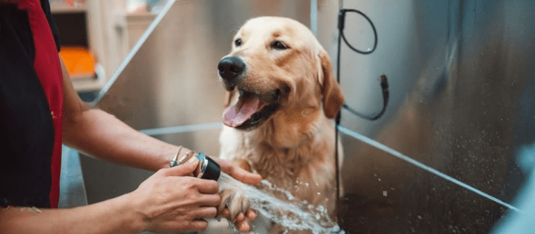 Exploring the Best Pet Care Services in Greater Newburyport