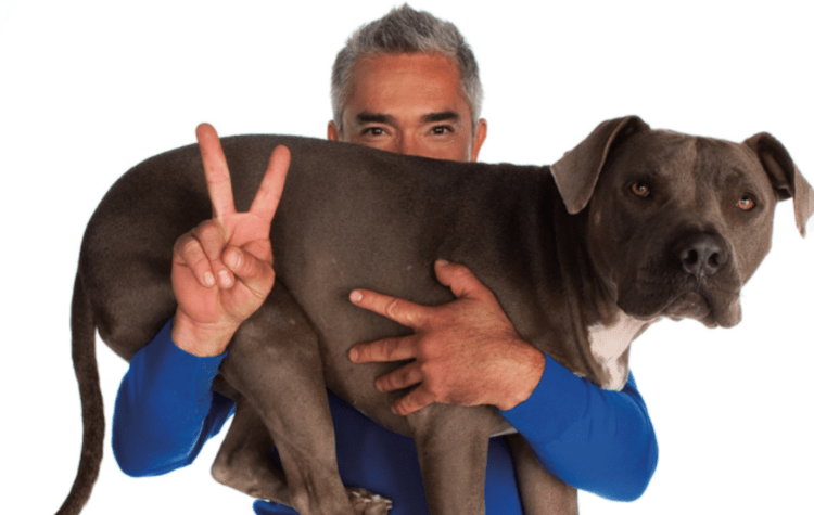 Cesar Millan, The Dog Whisperer, performs LIVE in Chandler this Saturday