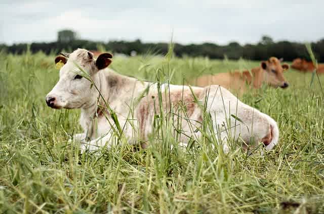 Go Organic! Buy Organic!