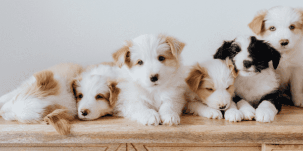 Those Pandemic Puppies Have Grown Into Legal Headaches for Some Apartment Landlords