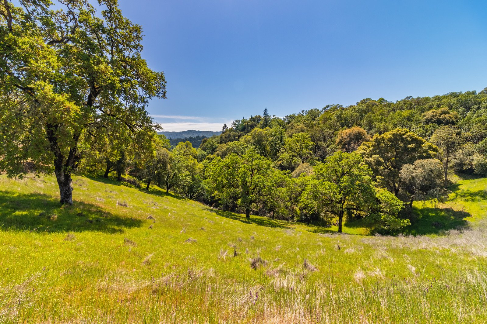 2800 Feliz Creek Rd.