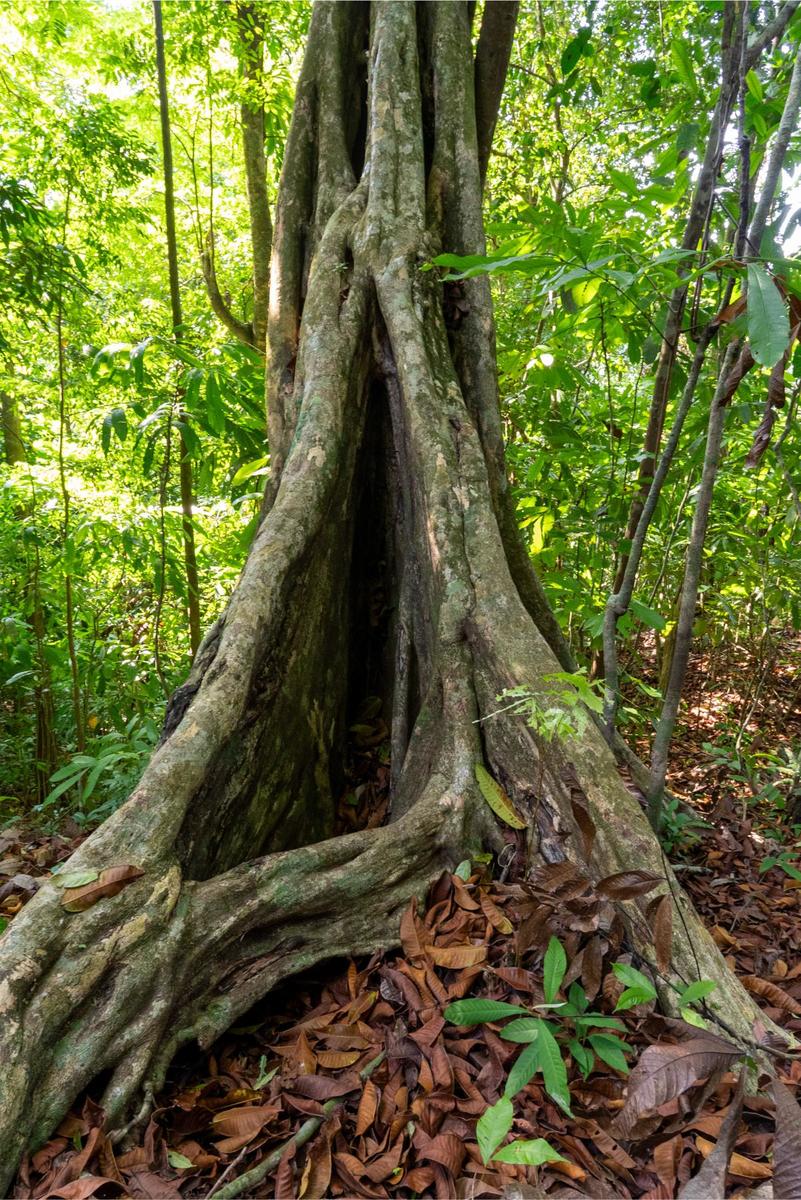 Private Ocean View Development Lot, Dominical, Puntarenas