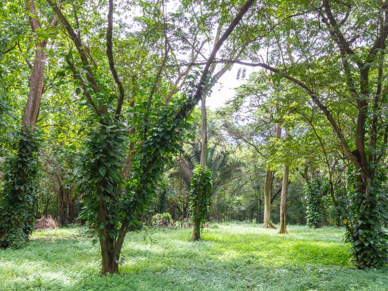 1 Acre Jungle Property