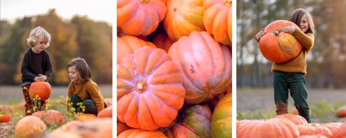 Oh My Gourd! The Best Pumpkin Patches in Orange County