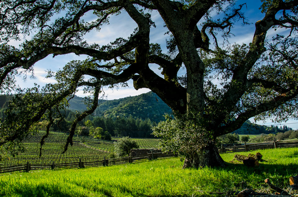 Glen Ellen