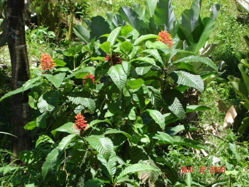 Prime Scenic Development Land, Manuel Antonio, Puntarenas
