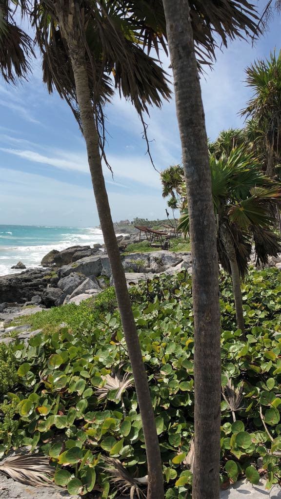BEACHFRONT LOT IN THE HOTEL AREA OF TULUM