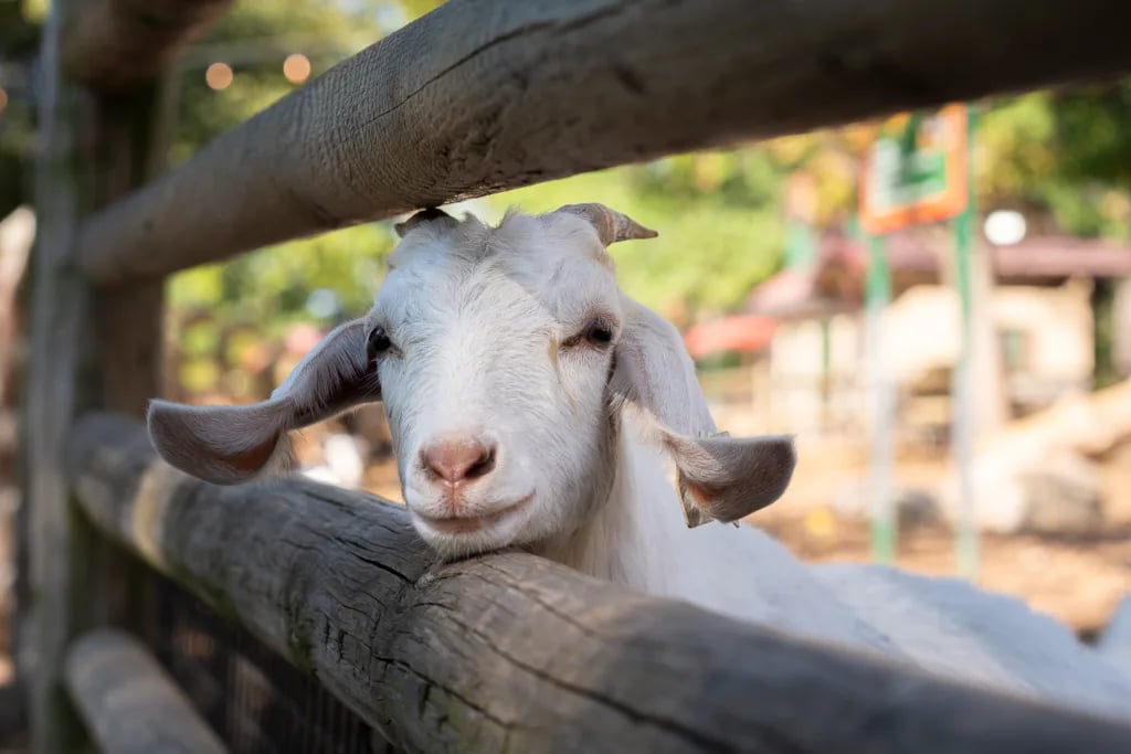 Grant’s Farm debuts new animal show with up-close encounters this spring