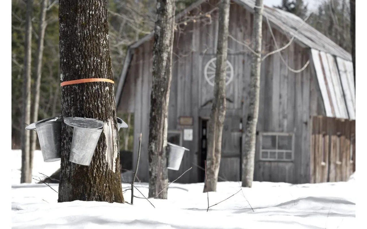 Where to Celebrate Maine Maple Sunday