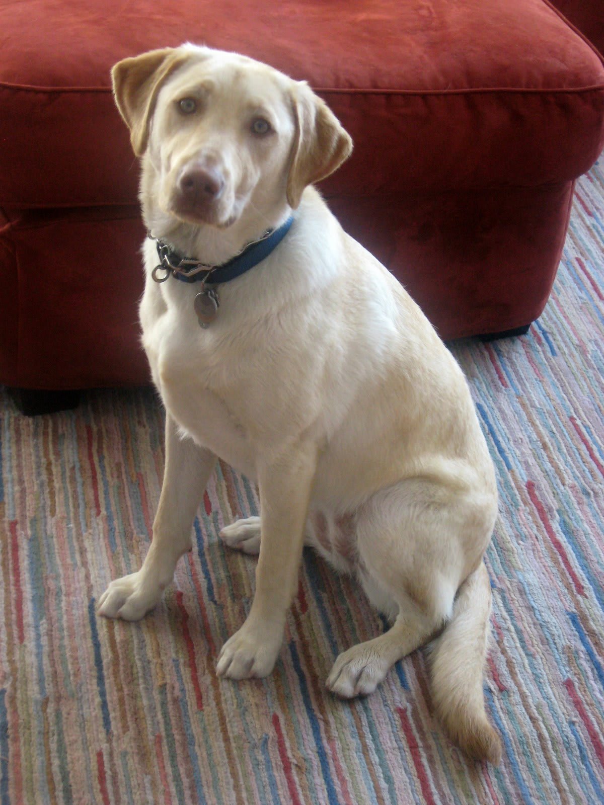 City Livin’ With The Pup